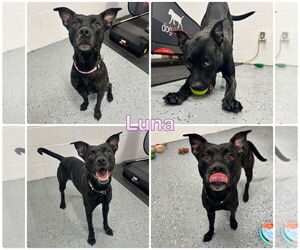 American Staffordshire Terrier Dogs for adoption in Pierceton , IN, USA