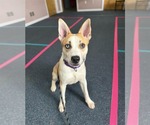 Small #6 Siberian Husky Mix