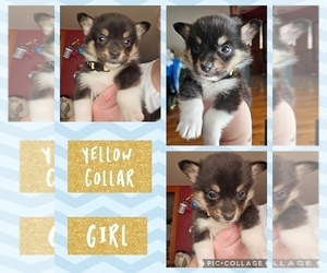 Pembroke Welsh Corgi Puppy for sale in URBANA, IL, USA