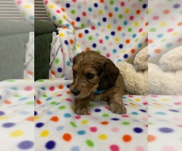 Medium Photo #9 Dachshund Puppy For Sale in HEMPSTEAD, TX, USA