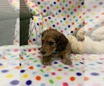 Small Photo #9 Dachshund Puppy For Sale in HEMPSTEAD, TX, USA