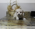 Puppy 3 Pomeranian-Poodle (Toy) Mix