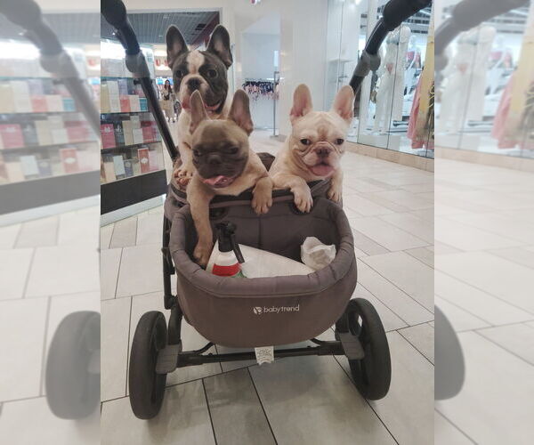 Medium Photo #1 French Bulldog Puppy For Sale in HOLLYWOOD, FL, USA