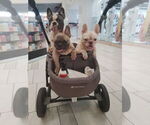 Small French Bulldog