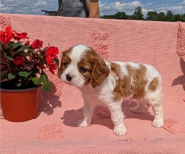 Medium Photo #12 Cavalier King Charles Spaniel Puppy For Sale in GOSHEN, IN, USA