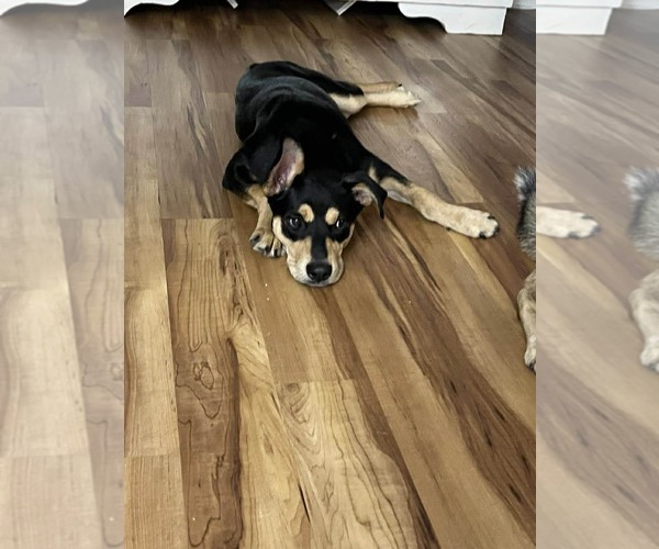 Medium Photo #3 Mutt Puppy For Sale in Coldwater, MI, USA