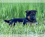 Puppy 1 German Shepherd Dog