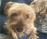 Small Photo #1 Yorkshire Terrier Puppy For Sale in COTTONWOOD, CA, USA