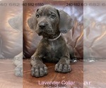 Small Photo #22 Cane Corso Puppy For Sale in LA PLATA, MD, USA