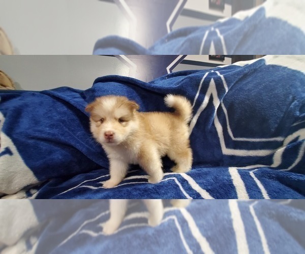 Medium Photo #17 Alaskan Malamute Puppy For Sale in ERIAL, NJ, USA