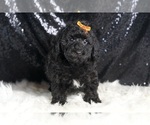 Small #4 Poodle (Miniature)