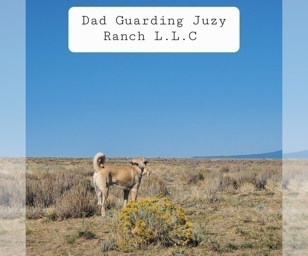 Medium Photo #14 Kangal Dog Puppy For Sale in SILVER LAKE, OR, USA