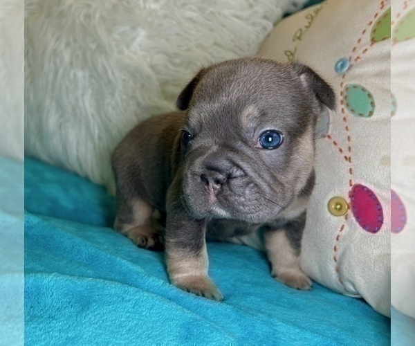 Medium Photo #35 French Bulldog Puppy For Sale in GUILFORD, CT, USA