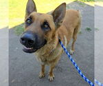 Small German Shepherd Dog