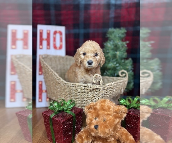 Medium Photo #10 Goldendoodle Puppy For Sale in OXFORD, GA, USA