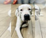Small Photo #10 Dogo Argentino-Unknown Mix Puppy For Sale in Rowlett, TX, USA