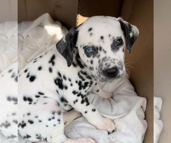 Medium Photo #1 Dalmatian Puppy For Sale in KANSAS CITY, MO, USA