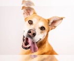 Small Photo #3 Labrador Retriever-Unknown Mix Puppy For Sale in Fort Collins, CO, USA