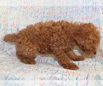 Small #5 Goldendoodle (Miniature)