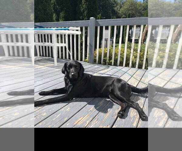 Medium Photo #2 Labrador Retriever-Unknown Mix Puppy For Sale in Brewster, NY, USA