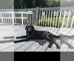Small #1 Labrador Retriever Mix