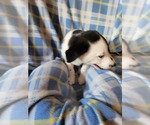 Small Photo #2 Border Collie Puppy For Sale in RAMAH, CO, USA