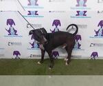 Small Labrador Retriever Mix