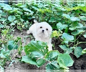 Father of the Maltese puppies born on 02/01/2025