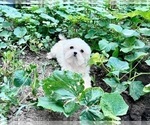 Small Photo #1 Maltese Puppy For Sale in HAYWARD, CA, USA
