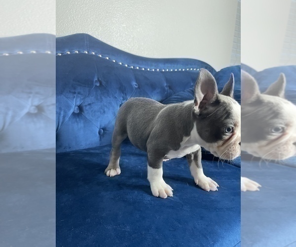 Medium Photo #21 French Bulldog Puppy For Sale in MENLO PARK, CA, USA