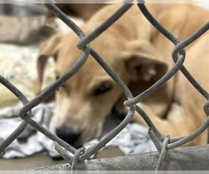 Catahoula Leopard Dog-Unknown Mix Dogs for adoption in Olathe, KS, USA