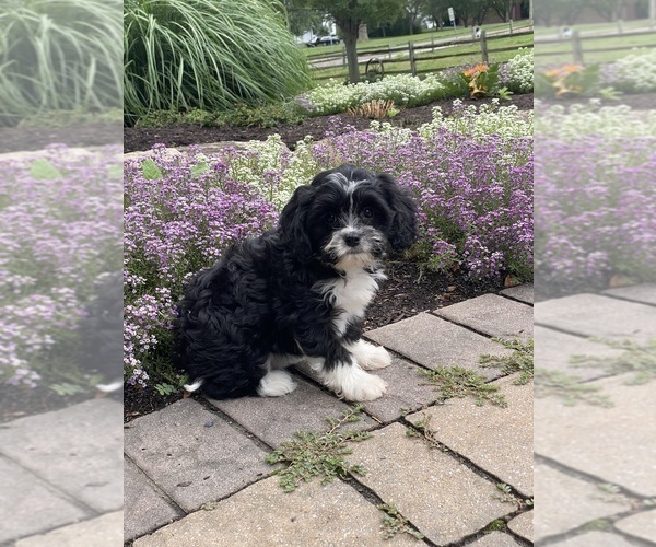 Medium Photo #5 Cavanese Puppy For Sale in CANOGA, NY, USA