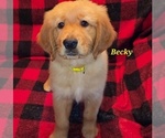 Puppy AKC Becky Golden Retriever