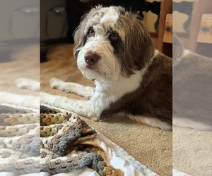 Mother of the Australian Shepherd-Bernedoodle Mix puppies born on 06/17/2025