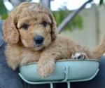 Small Photo #14 Goldendoodle-Poodle (Miniature) Mix Puppy For Sale in SARATOGA SPRINGS, UT, USA