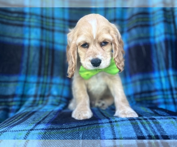 Medium Photo #3 Cocker Spaniel Puppy For Sale in LAKELAND, FL, USA