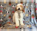 Small Photo #8 Cockapoo Puppy For Sale in LAKELAND, FL, USA