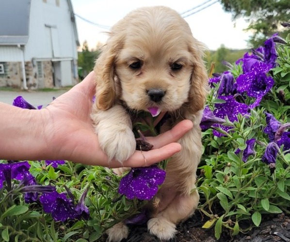 Medium Photo #1 Cocker Spaniel Puppy For Sale in WITHEE, WI, USA
