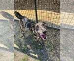 Small Catahoula Leopard Dog Mix