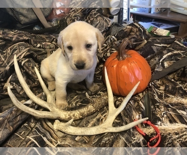 Medium Photo #2 Labrador Retriever Puppy For Sale in DE MOSSVILLE, KY, USA