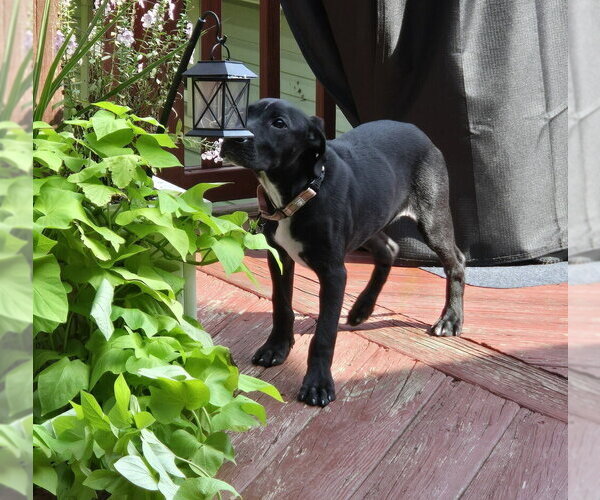 Medium Photo #3 Labrador Retriever-Unknown Mix Puppy For Sale in Springdale, PA, USA