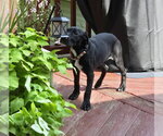 Small #2 Labrador Retriever Mix