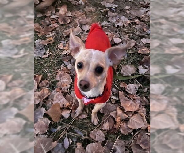 Medium Photo #8 Chihuahua Puppy For Sale in Lakewood, CO, USA