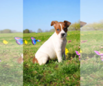 Small #6 Basenji-Rat Terrier Mix