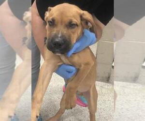 American Pit Bull Terrier-Unknown Mix Dogs for adoption in Conroe, TX, USA