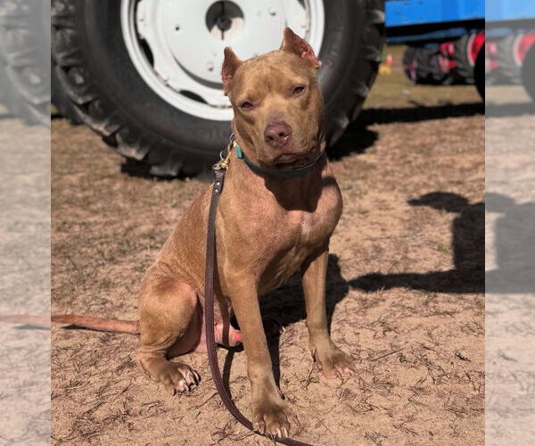Medium Photo #3 American Pit Bull Terrier-Unknown Mix Puppy For Sale in Hillsboro, NH, USA