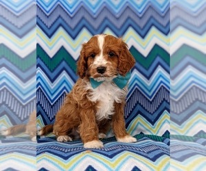 Cockapoo Puppy for sale in KIRKWOOD, PA, USA