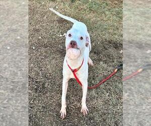 Mutt Dogs for adoption in Louisville, KY, USA