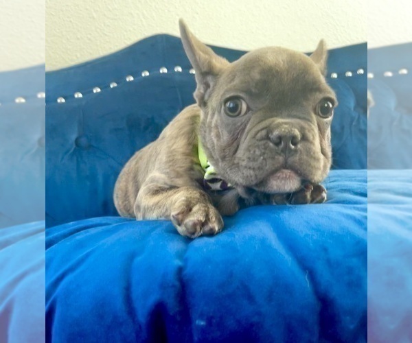Medium Photo #3 French Bulldog Puppy For Sale in ATHERTON, CA, USA