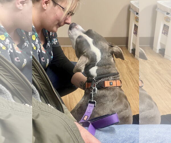 Medium Photo #10 Mutt Puppy For Sale in Mount Laurel, NJ, USA